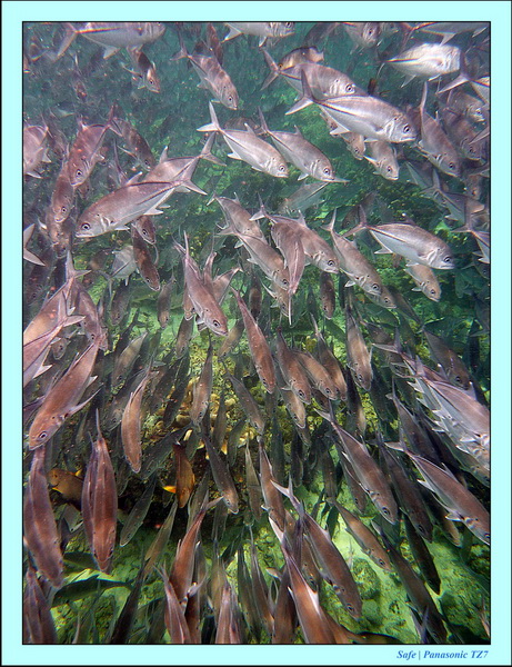 2011 - 08 - Borneo - Sipadan 093